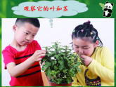 2教科版科学 .  观察一棵植物课件PPT