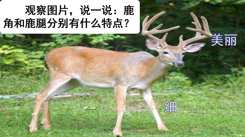 7.鹿角和鹿腿（第1课时）网课教学课件06
