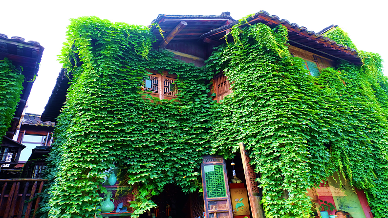 10 爬山虎的脚　课件 　02