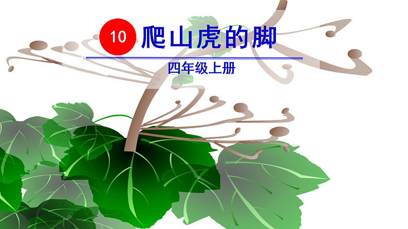 10 爬山虎的脚　课件 　03