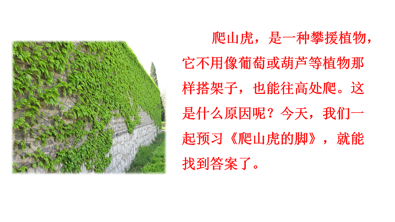 10 爬山虎的脚　课件 　04