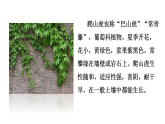 10 爬山虎的脚　课件 　