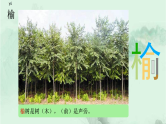 21. 古诗词三首 趣味识字 生字教学课件PPT