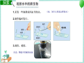 1.7 用显微镜观察身边的生命世界（三） 课件PPT+教案