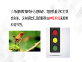 3.3 神经调节-八年级科学上册  同步教学课件+练习(浙教版)