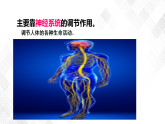 3.3 神经调节-八年级科学上册  同步教学课件+练习(浙教版)