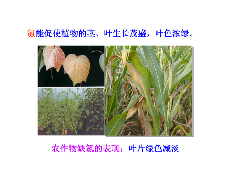 京改版九年级下册化学 12.3化学肥料 课件06