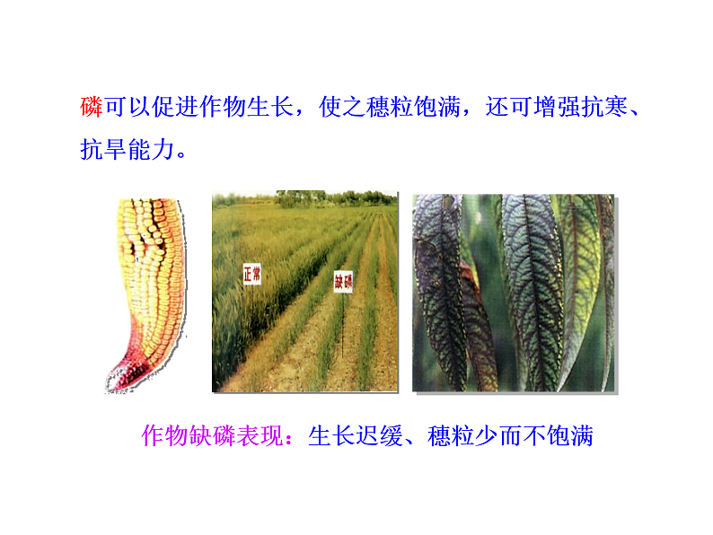 京改版九年级下册化学 12.3化学肥料 课件08