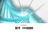 3.2DNA的结构课件2021-2022学年高一下学期生物人教版必修2