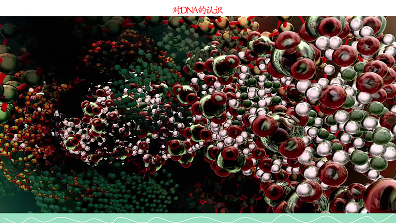 3.2DNA的结构课件2021-2022学年高一下学期生物人教版必修2第2页