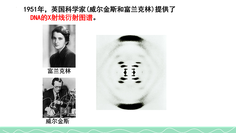 3.2DNA的结构课件2021-2022学年高一下学期生物人教版必修2第4页