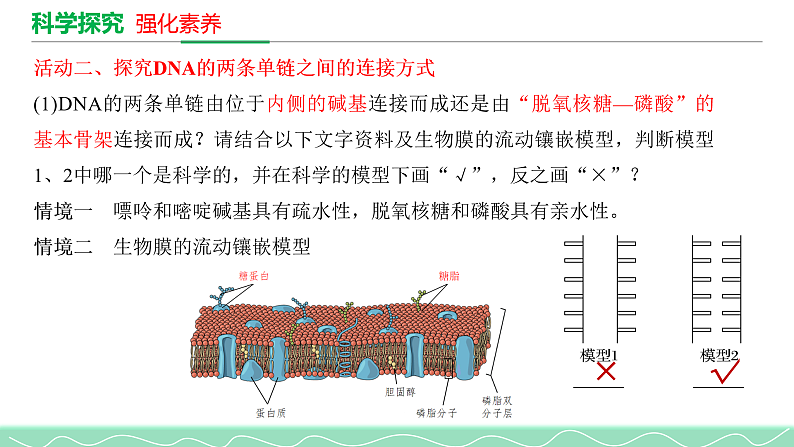 3.2DNA的结构课件2021-2022学年高一下学期生物人教版必修2第5页