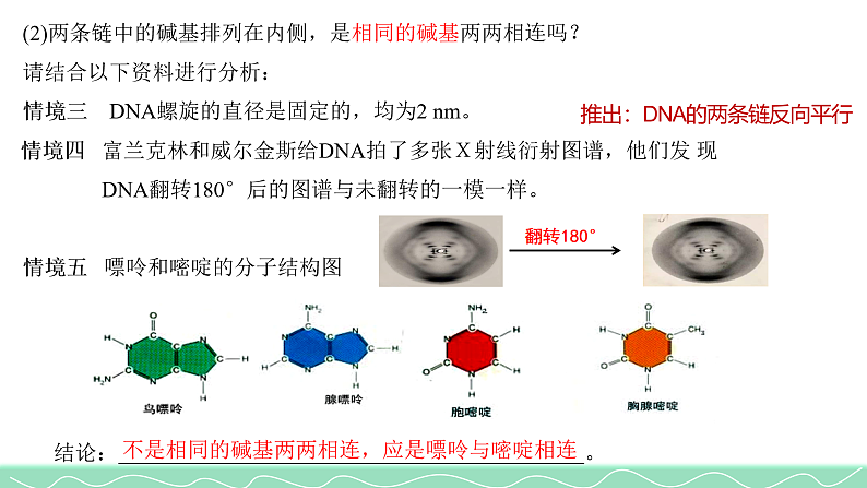 3.2DNA的结构课件2021-2022学年高一下学期生物人教版必修2第6页
