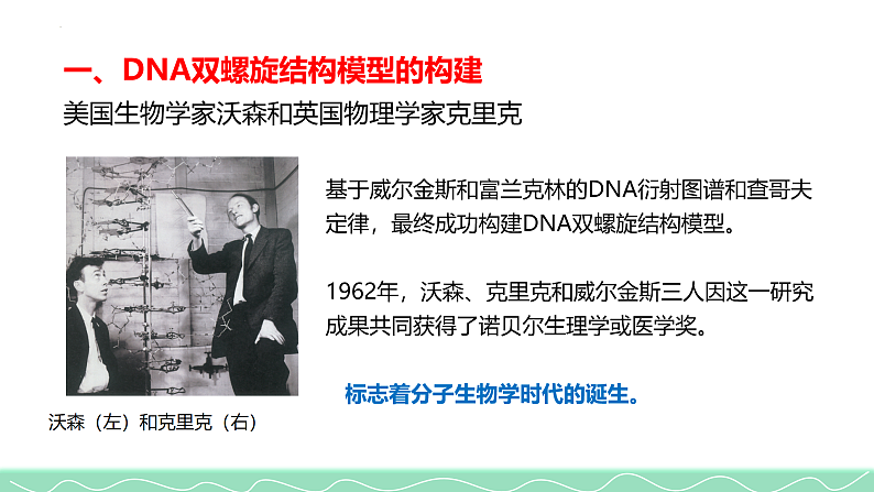 3.2DNA的结构课件2021-2022学年高一下学期生物人教版必修2第8页