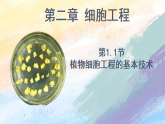 2.1.1植物细胞工程的基本技术高二生物（人教版2019选择性必修3） 课件+学案