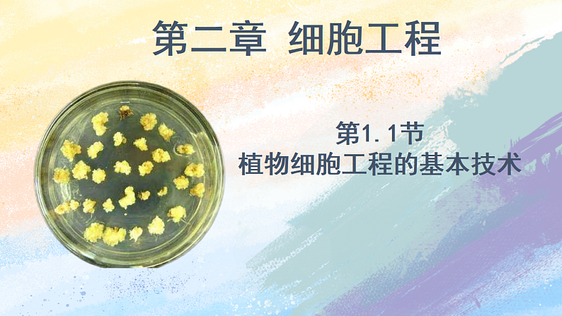 2.1.1植物细胞工程的基本技术高二生物（人教版2019选择性必修3） 课件+学案01