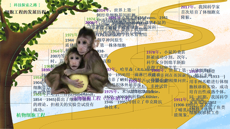 2.1.1植物细胞工程的基本技术高二生物（人教版2019选择性必修3） 课件+学案03