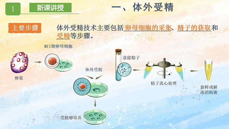 2.3.2 胚胎工程技术及其应用 高二生物（人教版2019选择性必修3） 课件+学案05