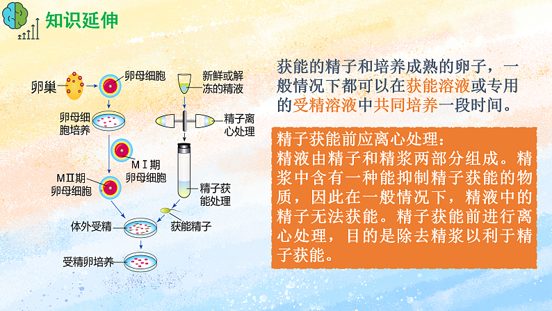 2.3.2 胚胎工程技术及其应用 高二生物（人教版2019选择性必修3） 课件+学案08