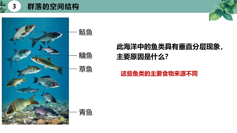 高中生物选择性必修二 2.1 群落的结构（第二课时）精品课件07