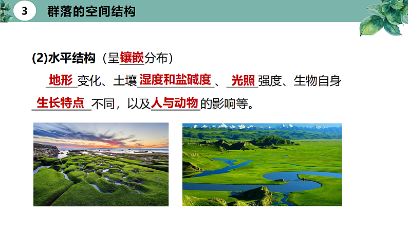 高中生物选择性必修二 2.1 群落的结构（第二课时）精品课件08