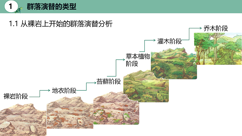 高中生物选择性必修二 2.3 群落的演替精品课件07