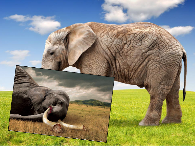 外研版2019必修二Unit6 Earth firstStarting out P61PPT第5页