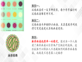 4.4 免疫学的应用-高中生物 课件+练习（人教版2019 选择性必修1）