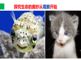 1.1.1生物的特征 课件