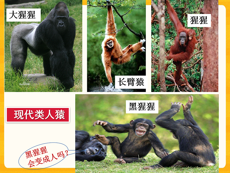 4.1.1 人类的起源和发展-课件（人教版）第8页