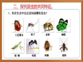 苏教版小学科学四下第三单元《9.庞大的家族》课件+教案+作业+视频