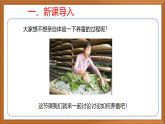 苏教版小学科学四下第三单元《10.养昆虫》（第一课时）课件+教案+作业+视频