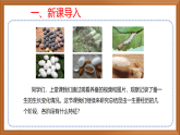 苏教版小学科学四下第三单元《10.养昆虫》（第二课时）课件+教案+作业+视频