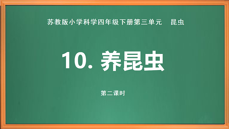 苏教版小学科学四年级下册第三单元【10.养昆虫】（第二课时）课件第2页