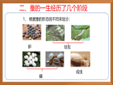 苏教版小学科学四下第三单元《10.养昆虫》（第二课时）课件+教案+作业+视频