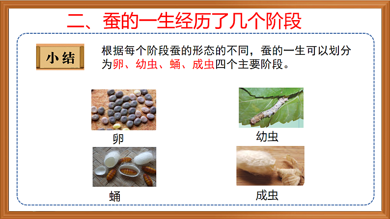苏教版小学科学四年级下册第三单元【10.养昆虫】（第二课时）课件第5页