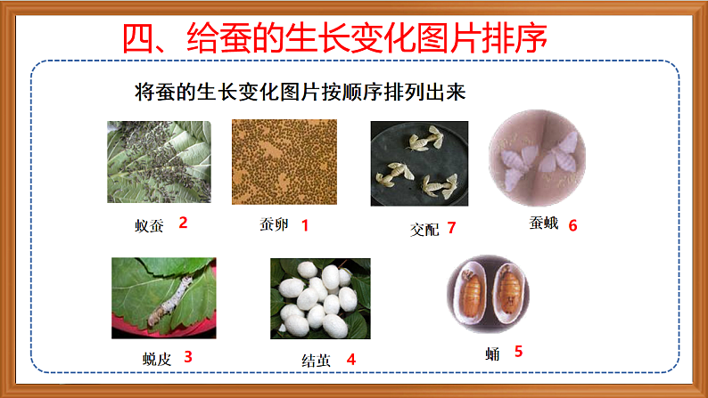 苏教版小学科学四年级下册第三单元【10.养昆虫】（第二课时）课件第8页