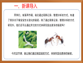 苏教版小学科学四下第三单元《11.探究昆虫的奥秘》课件+教案+作业+视频