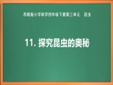 苏教版小学科学四下第三单元《11.探究昆虫的奥秘》课件+教案+作业+视频