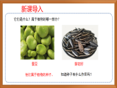 蘇教版小學(xué)科學(xué)四下第四單元《12.用種子繁殖》課件+教案+作業(yè)+視頻