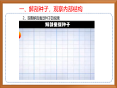 蘇教版小學(xué)科學(xué)四下第四單元《12.用種子繁殖》課件+教案+作業(yè)+視頻