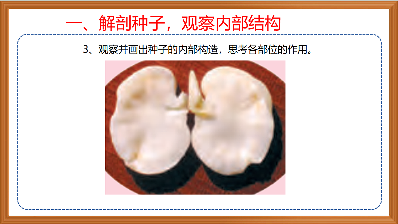 苏教版小学科学四年级下册第四单元《12.用种子繁殖》课件第6页