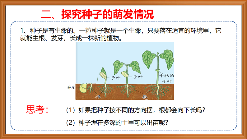 苏教版小学科学四年级下册第四单元《12.用种子繁殖》课件第8页