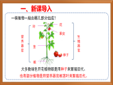 苏教版小学科学四下第四单元《13.用根茎叶繁殖》课件+教案+作业+视频