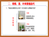 苏教版小学科学四下第四单元《13.用根茎叶繁殖》课件+教案+作业+视频