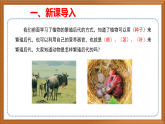 蘇教版小學(xué)科學(xué)四下第四單元《14.動物的繁殖》課件+教案+作業(yè)+視頻
