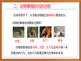 蘇教版小學(xué)科學(xué)四下第四單元《14.動物的繁殖》課件+教案+作業(yè)+視頻