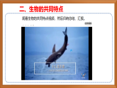 蘇教版小學(xué)科學(xué)四下第五單元《15.生物與非生物》課件+教案+作業(yè)+視頻
