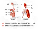 新人教版（新课标）生物七下：4.1《流动的组织——血液》课件+教案