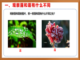 蘇教版小學(xué)科學(xué)五上第四單元《14 露和霜》課件+教案+作業(yè)+視頻素材